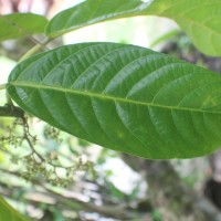 <i>Dendrocnide sinuata</i>  (Blume) Chew